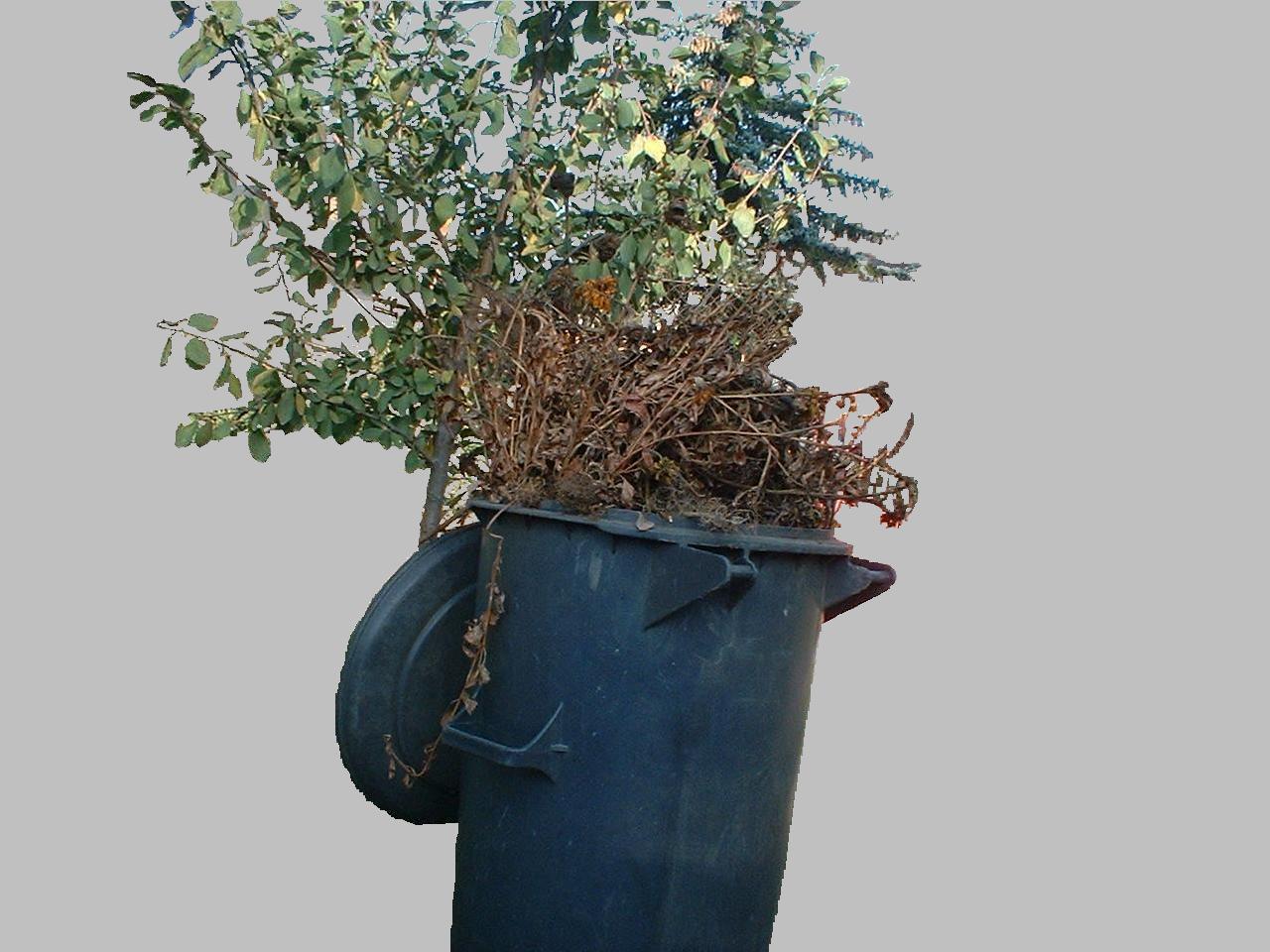 tree_in_bin